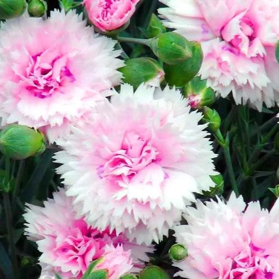 Carnation 'Sonata' mix - 200 seeds (Dianthus plumarius)