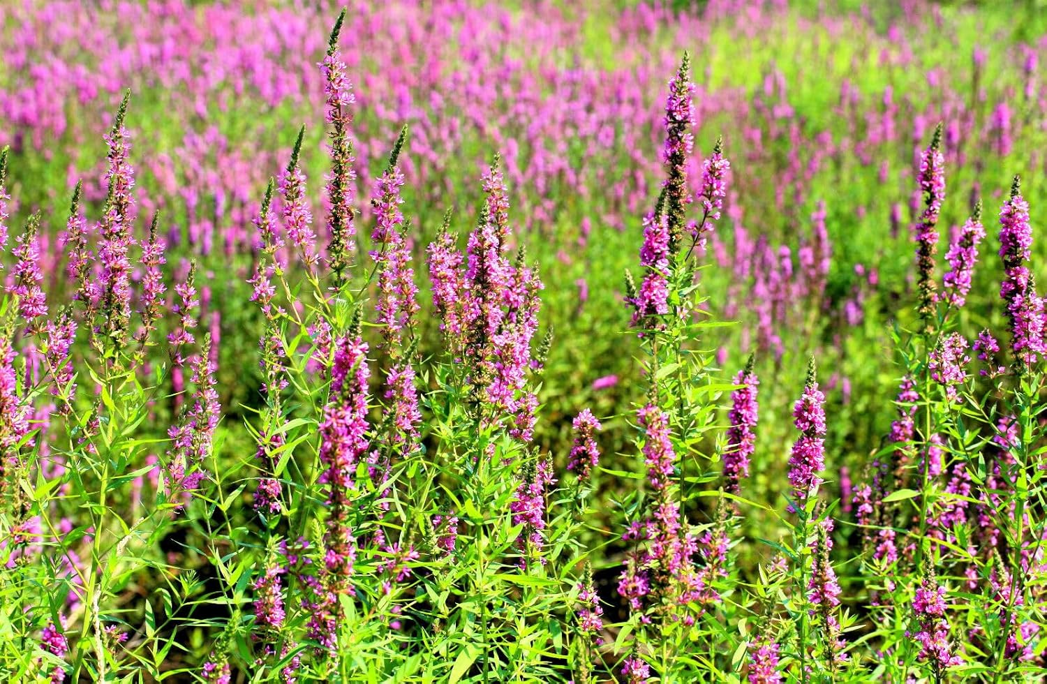 Purple Loosestrife - 23 000 seeds (Lythrum Salicaria)
