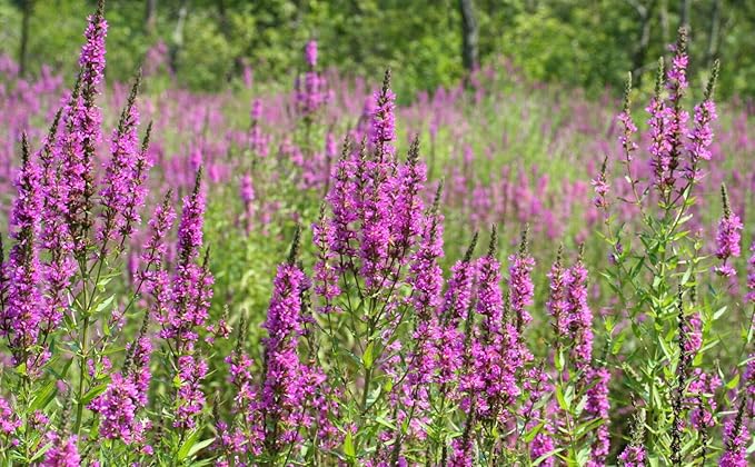 Purple Loosestrife - 23 000 seeds (Lythrum Salicaria)