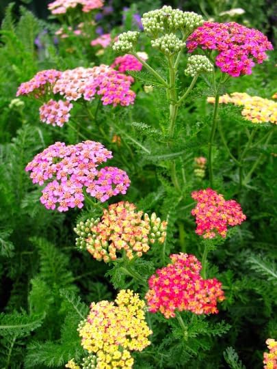 Yarrow 'Pastel' Mix - 1600 seeds (Achillea Millefolium)