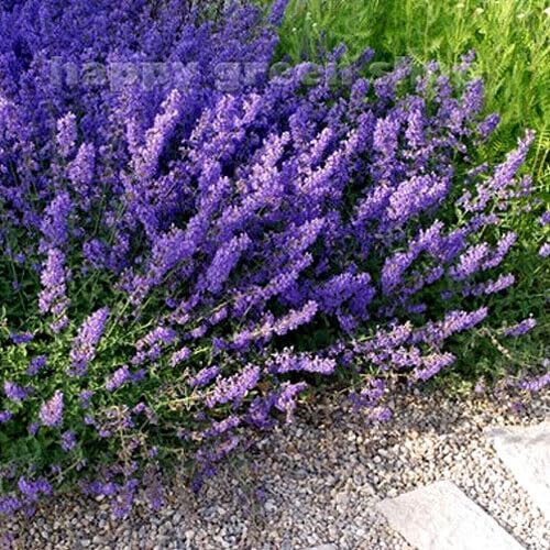 Garden Catmint - 300 seeds (Nepeta Mussinii)