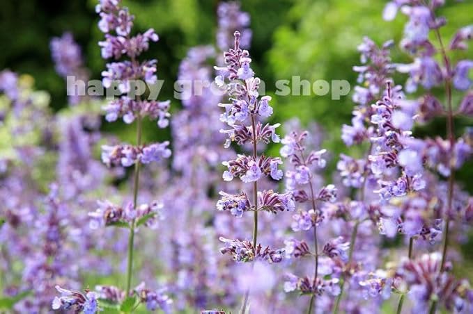 Garden Catmint - 300 seeds (Nepeta Mussinii)