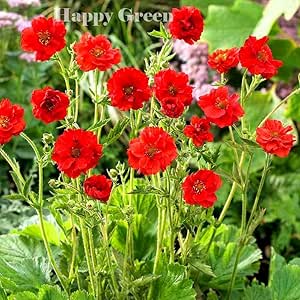 Mrs. J Bradshaw Brilliant Scarlett - 300 seeds (Geum Chiloense)