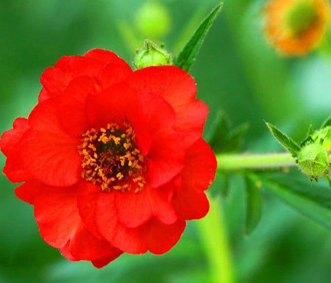 Mrs. J Bradshaw Brilliant Scarlett - 300 seeds (Geum Chiloense)