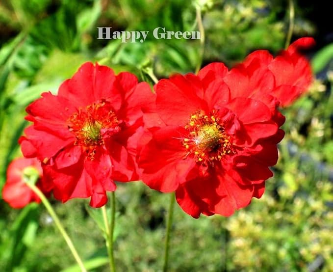 Mrs. J Bradshaw Brilliant Scarlett - 300 seeds (Geum Chiloense)