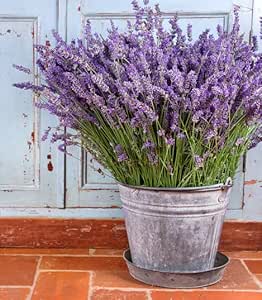 English Lavender - 300 seeds (Lavandula Angustifolia)