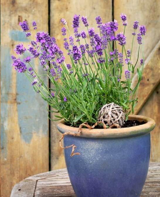 English Lavender - 300 seeds (Lavandula Angustifolia)