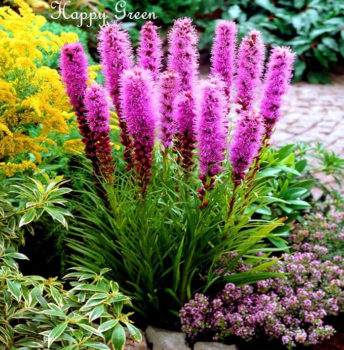 Gayfeather 'Star Purple' - 300 seeds (Liatris spicata)