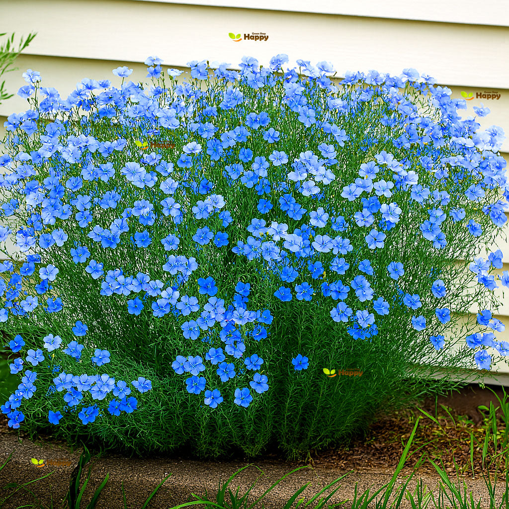 Blue flax - 2100 seeds (Linum perenne)