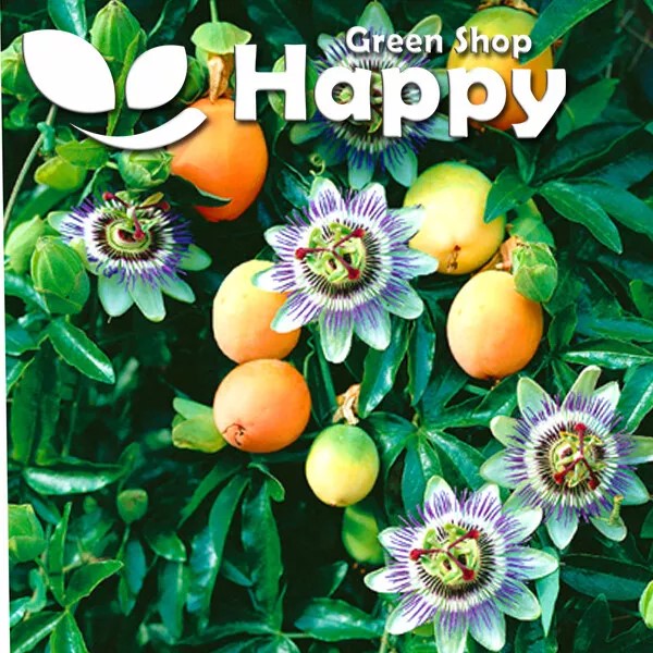 Passion flower - 20 seeds (Passiflora Caerulea)