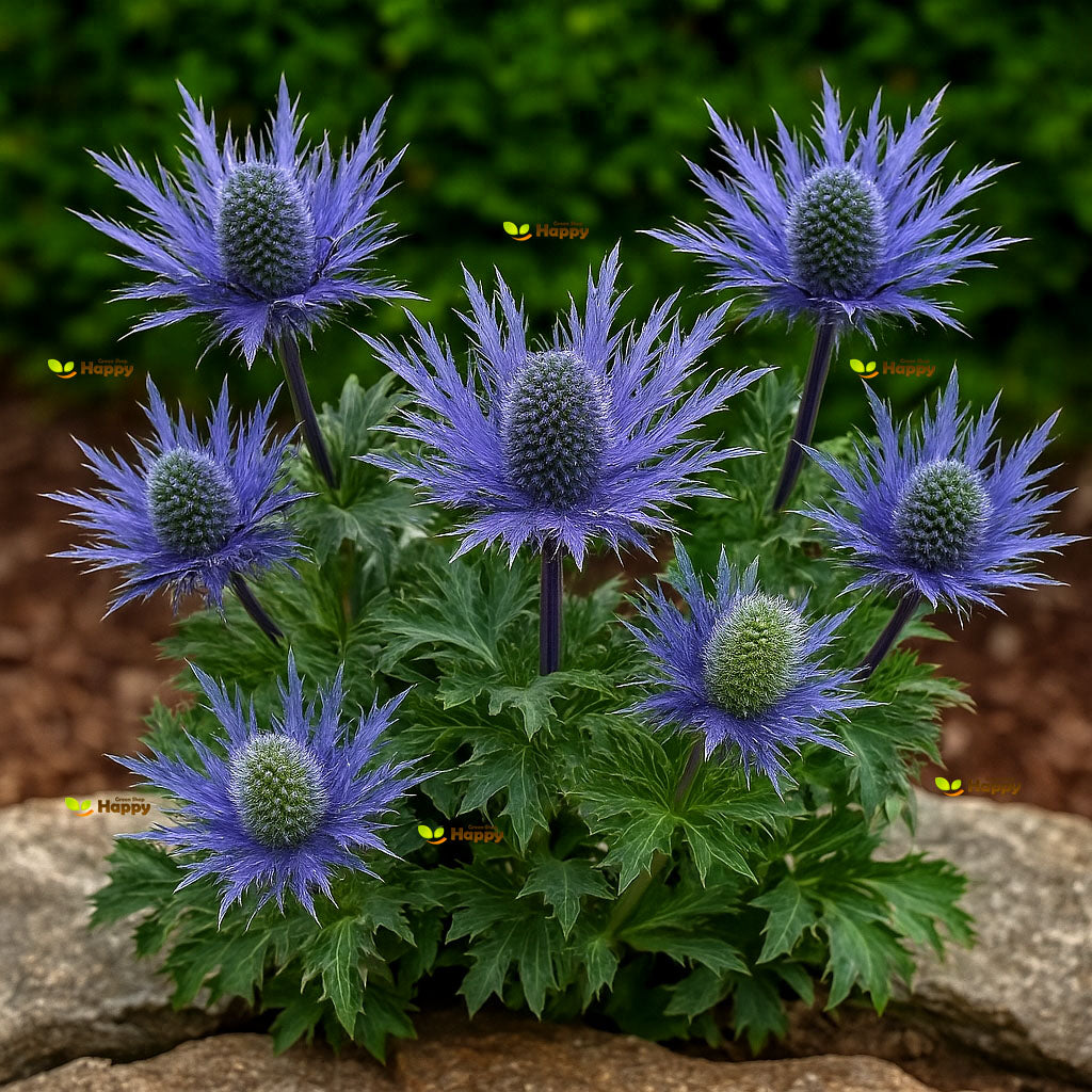 Sea holly blue - 70 seeds (Eryngium alpinum)