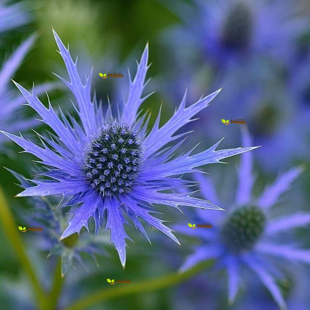Sea holly blue - 70 seeds (Eryngium alpinum)