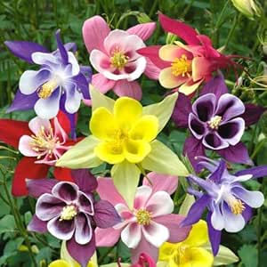 Columbine Mrs Scott Elliott mix - 200 seeds (Aquilegia careuela)