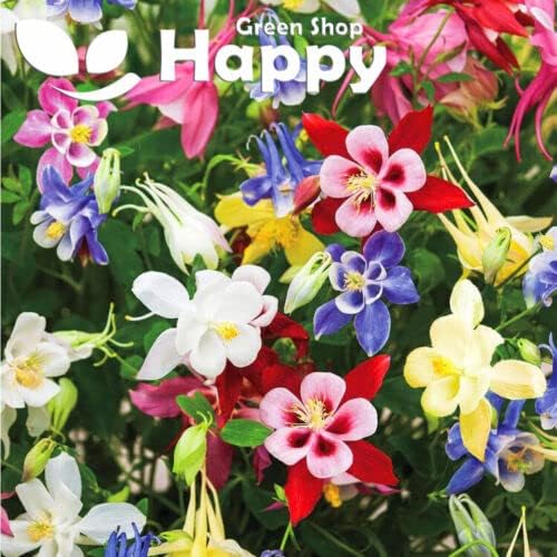 Columbine Mrs Scott Elliott mix - 200 seeds (Aquilegia careuela)