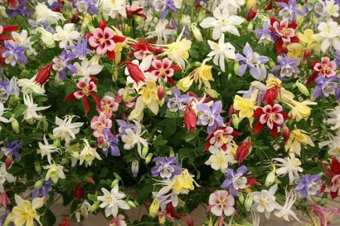 Columbine Mrs Scott Elliott mix - 200 seeds (Aquilegia careuela)