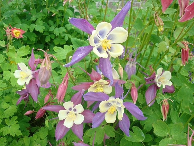 Dwarf Columbine mix - 300 seeds (Aquilegia vulgaris)