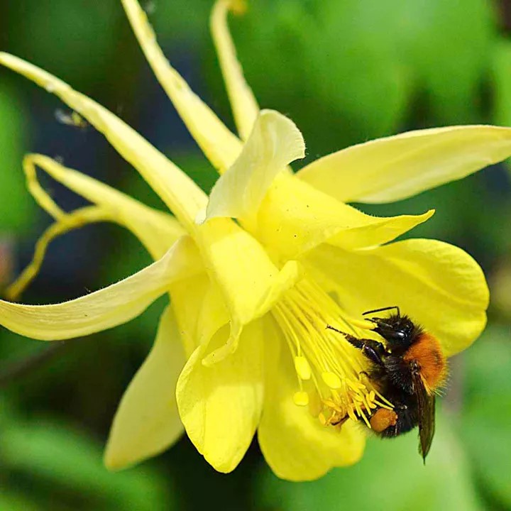 Golden Columbine - 200 seeds (Aquilegia chrysantha)