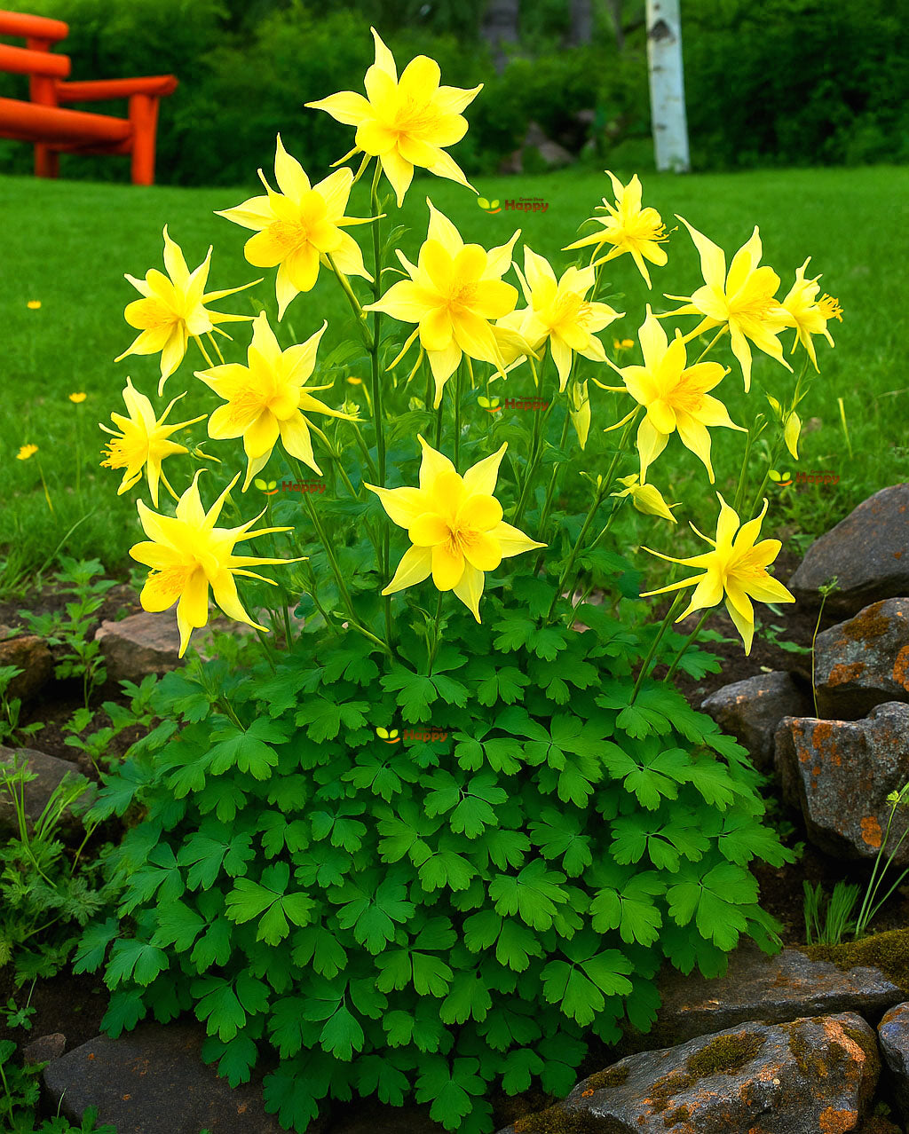 Golden Columbine - 200 seeds (Aquilegia chrysantha)