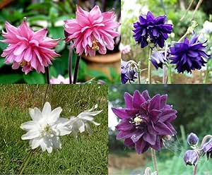 Columbine 'Barlow' Mix - 100 seeds (Aquilegia vulagris)