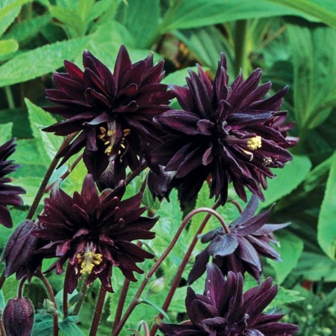 Columbine 'Barlow' Mix - 100 seeds (Aquilegia vulagris)