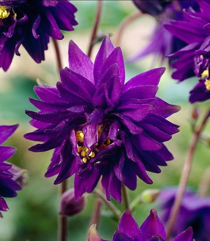 Columbine 'Barlow' Mix - 100 seeds (Aquilegia vulagris)