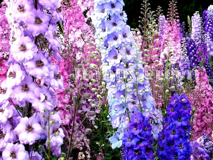 Delphinium Tall 'Pacific' mix - 160 seeds (Delphinium cultorum)