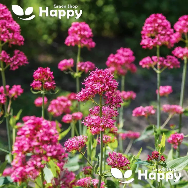 Red Valerian -  120 seeds (Centranthus ruber)