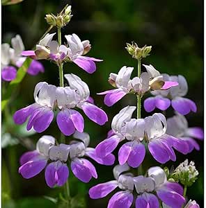Chinese Houses - 300 seeds (Collinsia Heterophylla)