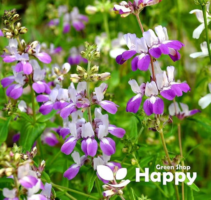 Chinese Houses - 300 seeds (Collinsia Heterophylla)