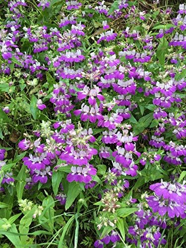 Chinese Houses - 300 seeds (Collinsia Heterophylla)