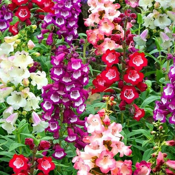 Beardtongue 'Sensation' mix - 1200 seeds (Penstemon gloxinioides)