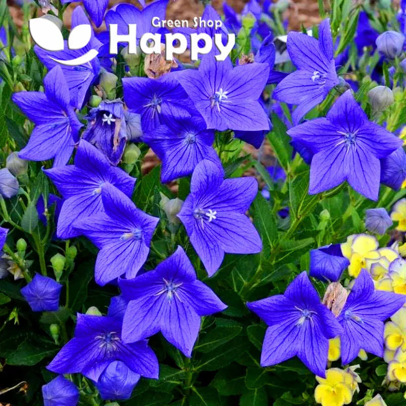 Balloon flower Blue - 250 seeds (Platycodon grandiflorus)
