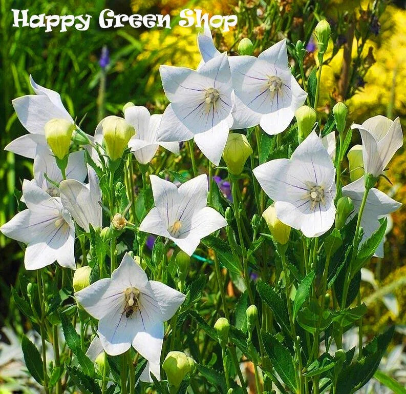 Balloon flower White - 130 seeds (Platycodon grandiflorus)