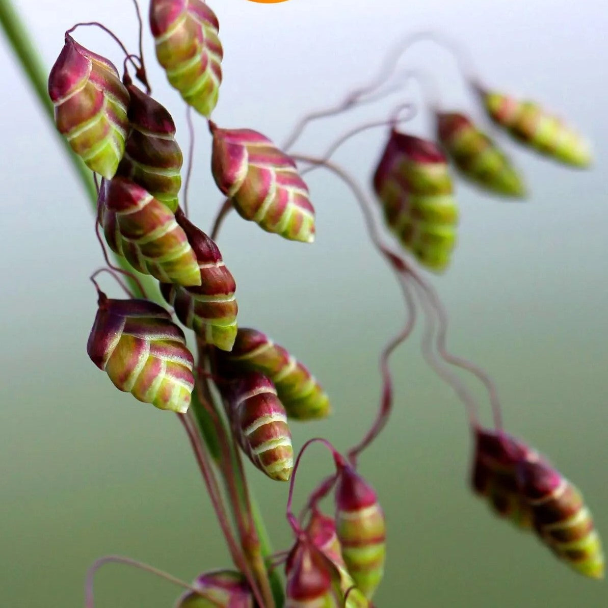 Quaking Grass - 250 seeds (Briza minor)