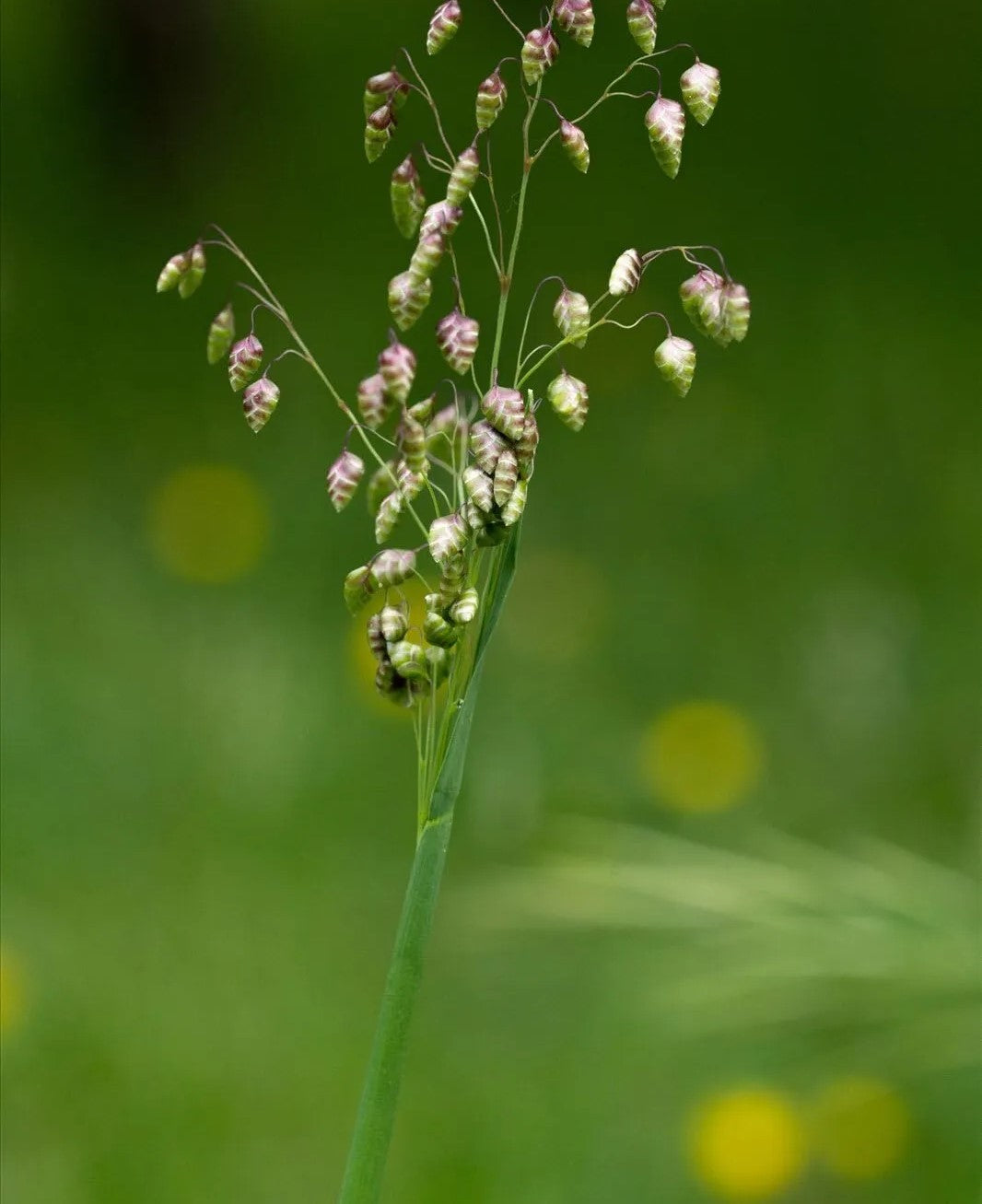 Quaking Grass - 250 seeds (Briza minor)