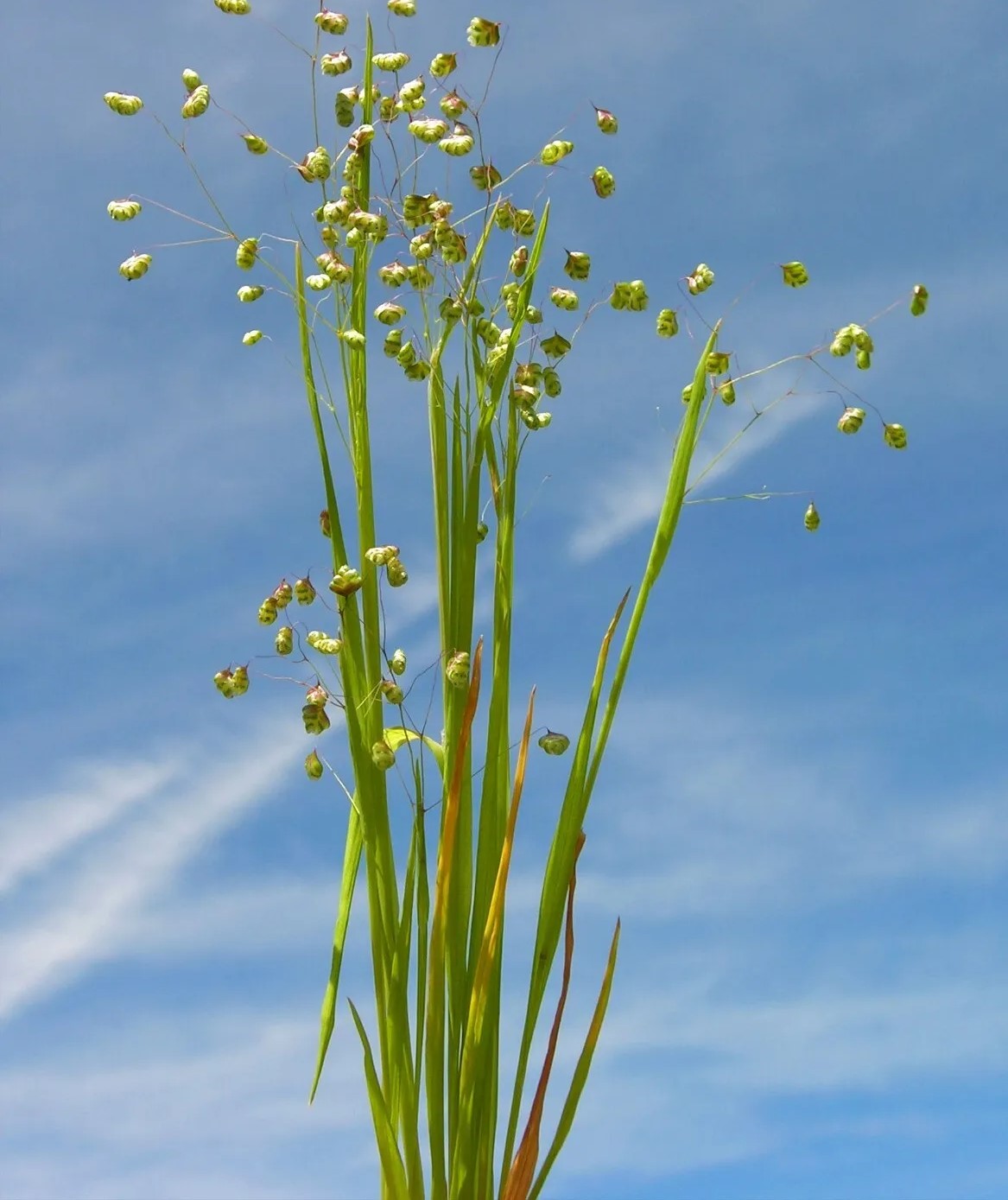 Quaking Grass - 250 seeds (Briza minor)