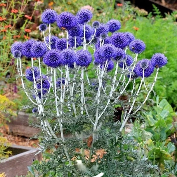 Blue globe thistle - 60 seeds (Echinops ritro)