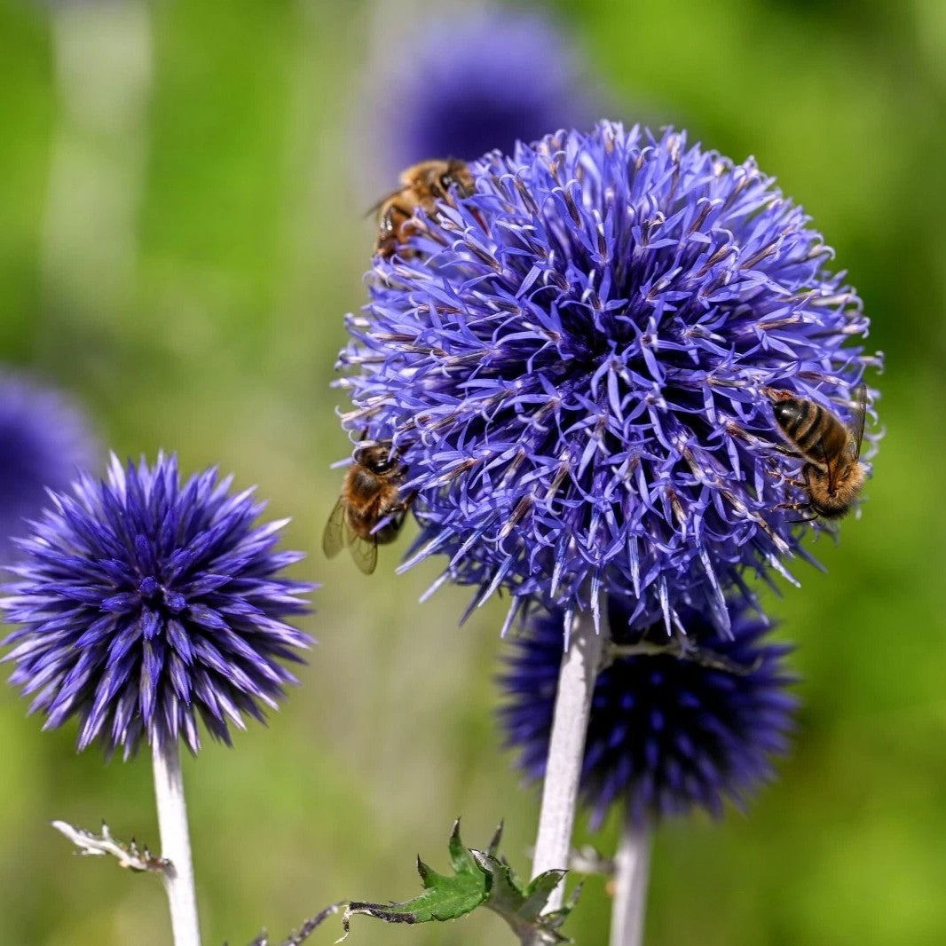 Blue globe thistle - 60 seeds (Echinops ritro)