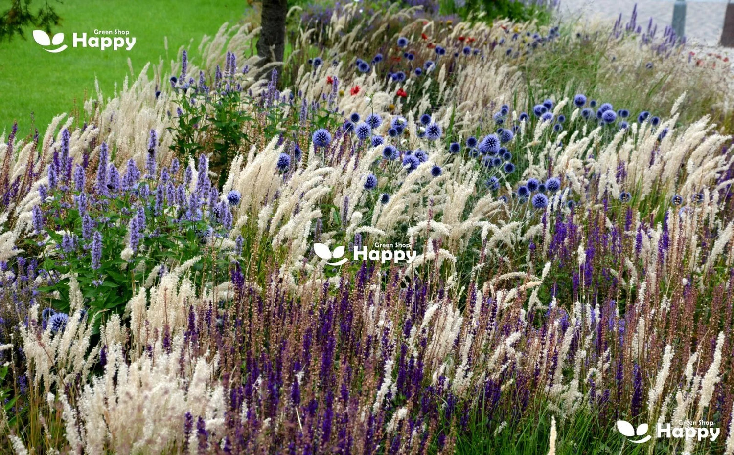 Blue globe thistle - 60 seeds (Echinops ritro)