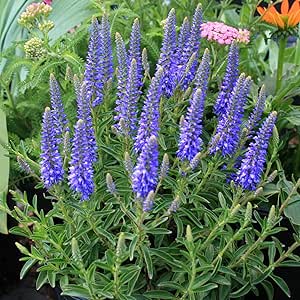 Spike speedwell - 1200 seeds (Veronica spicata)