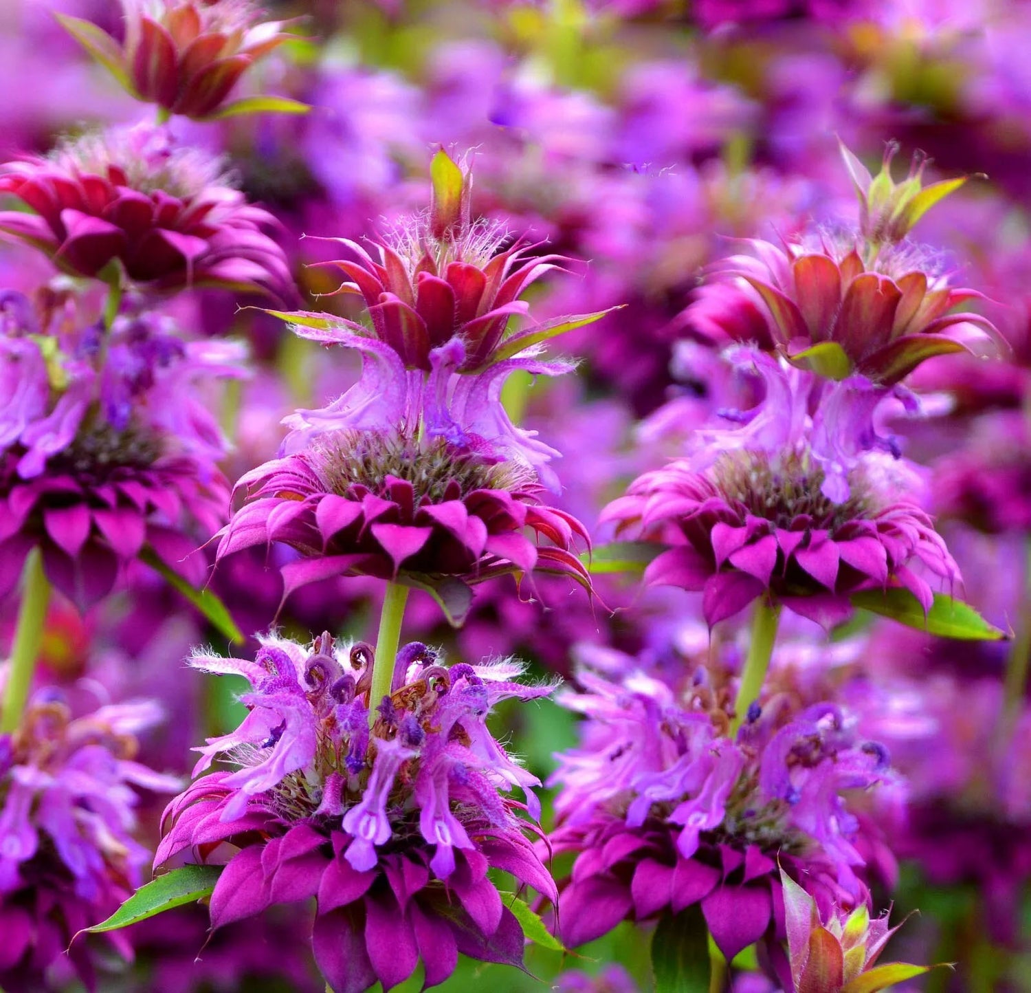 Bee Palm purple - 1300 seeds (Monarda citriodor