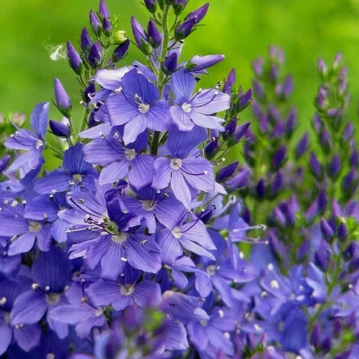 Speedwell Royal Blue - 600 seeds (Veronica teucrium)