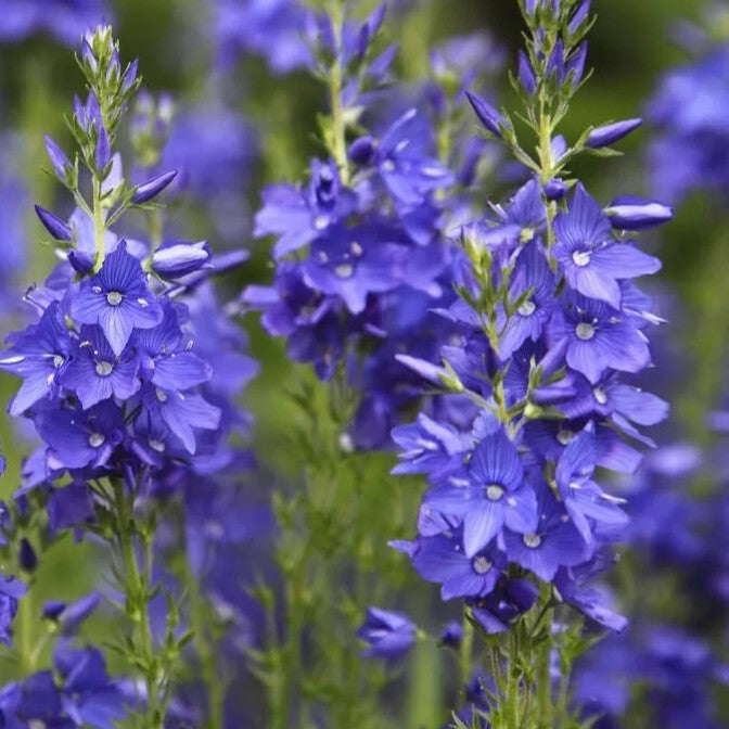 Speedwell Royal Blue - 600 seeds (Veronica teucrium)