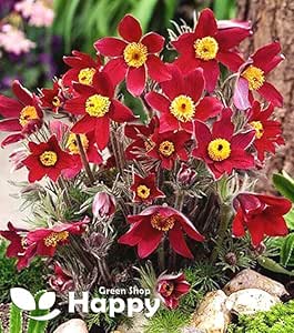 Pasque flower Red - 50 seeds (Pulsatilla vulgaris)