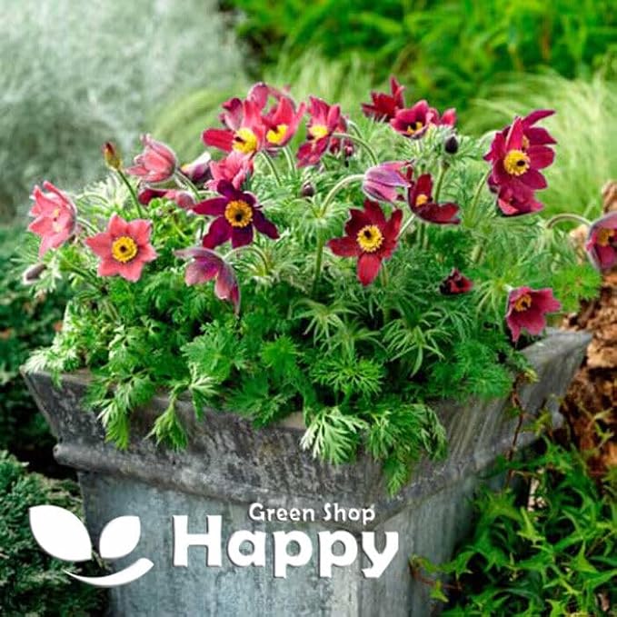 Pasque flower Red - 50 seeds (Pulsatilla vulgaris)