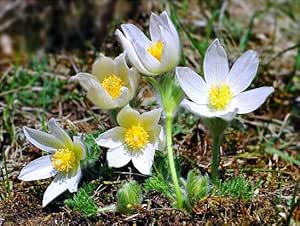 Pasque flower white - 50 seeds (Pulsatilla vulgaris)