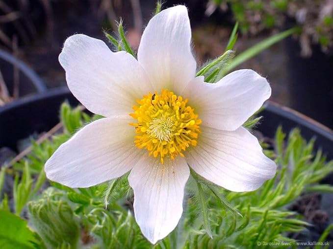 Pasque flower white - 50 seeds (Pulsatilla vulgaris)