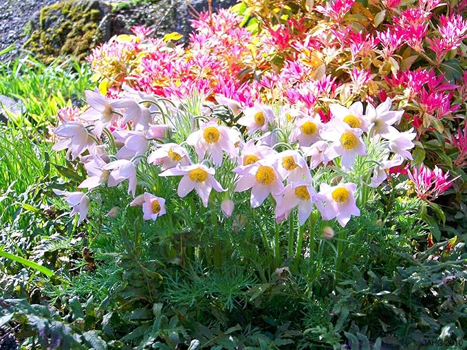 Pasque flower white - 50 seeds (Pulsatilla vulgaris)