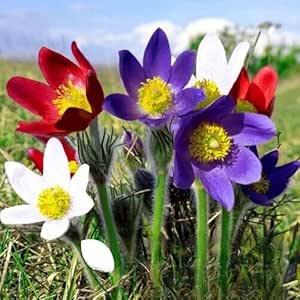Pasque flower Mix - 70 seeds (Pulsatilla vulgaris)