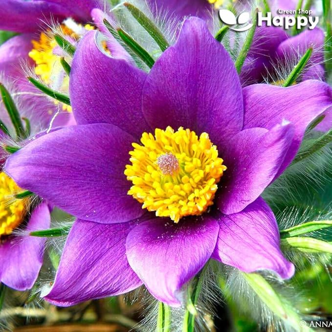 Pasque flower Purple - 50 seeds (Pulsatilla vulgaris)
